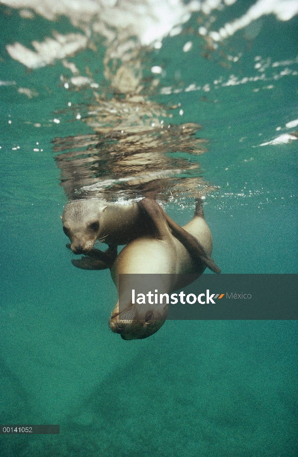 León marino de California (Zalophus californianus) dos menores de edad jugando bajo el agua, La Isol