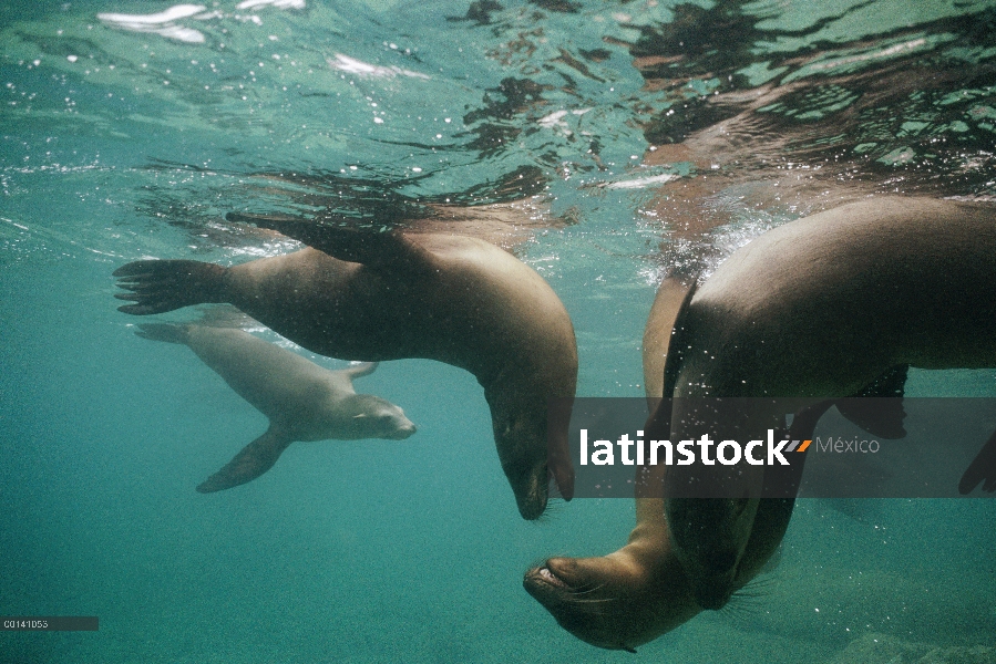 Jóvenes leones marinos de California (Zalophus californianus) jugando bajo el agua, La Isoltes, mar 