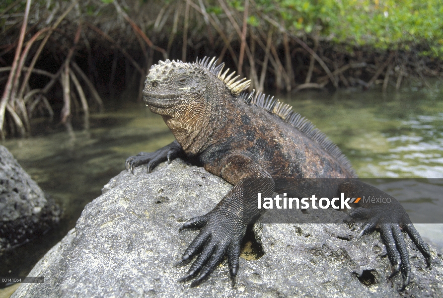 Marina Iguana (Amblyrhynchus cristatus) maduro hombre se aferra a la roca de lava a lo largo de la c