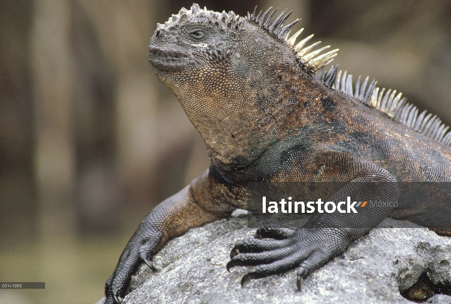 Marina Iguana (Amblyrhynchus cristatus) maduro hombre se aferra a la roca de lava a lo largo de la c