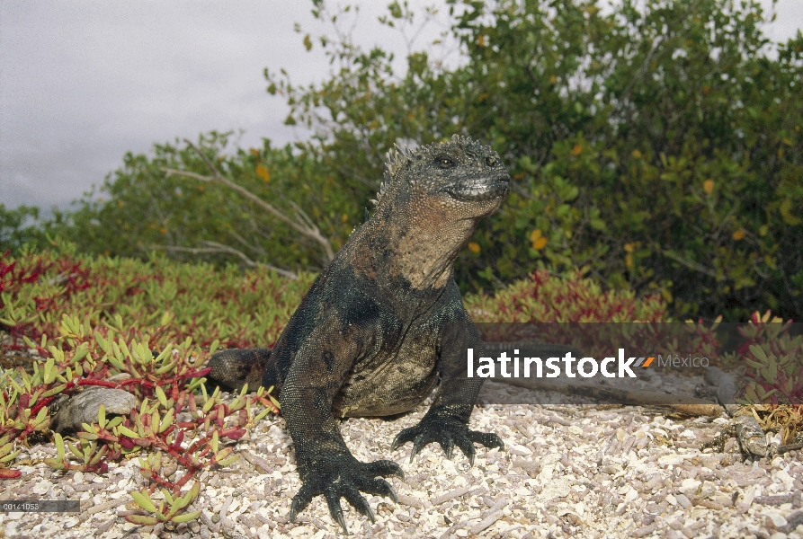 Iguana marina (Amblyrhynchus cristatus) maduro hombre, Bahía de la Academia, isla de Santa Cruz, Isl