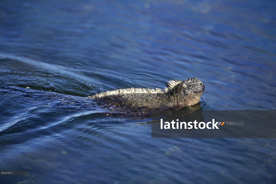 Iguana marina (Amblyrhynchus cristatus) maduro hombre, Bahía de la Academia, isla de Santa Cruz, Isl