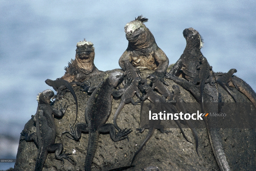 Crías de Iguana (Amblyrhynchus cristatus) Marina con adulto, cabo Douglas, isla de Fernandina, Islas