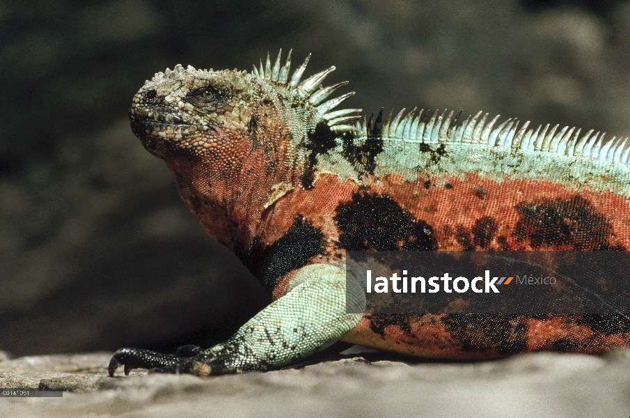 Marina macho de Iguana (Amblyrhynchus cristatus) en color de cría completo, Punta Suárez, isla de ca