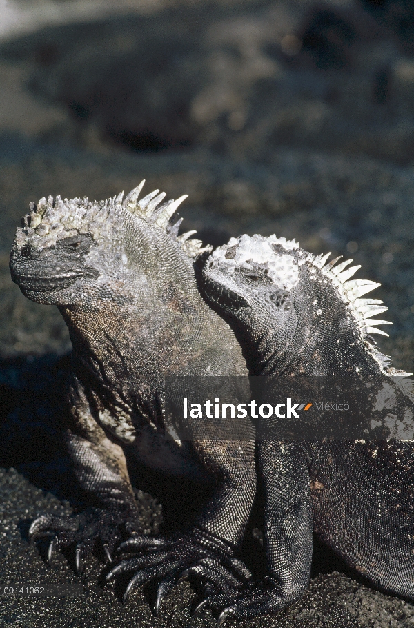 Marine Iguana (Amblyrhynchus cristatus) hombres y mujeres, Academia Bay, isla de Santa Cruz, Islas G