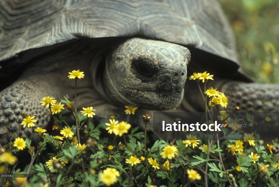 Juvenil de tortuga gigante de Galápagos (Chelonoidis nigra) con las flores, volcán Alcedo, Isla Isab