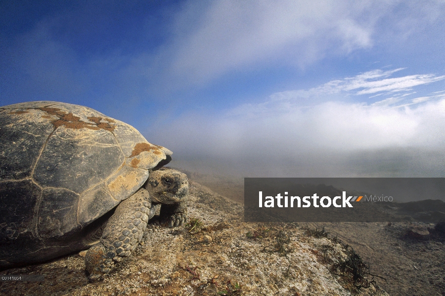 Tortuga gigante de Galápagos (Chelonoidis nigra) con vistas a la caldera con vapor fumarolas, el vol