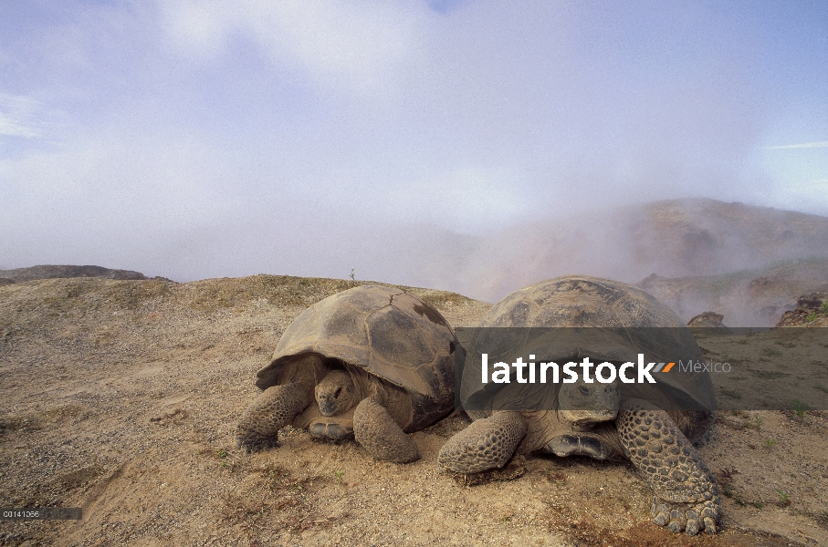 Grupo de la tortuga gigante de Galápagos (Chelonoidis nigra) buscando humedad entre fumarolas de vap