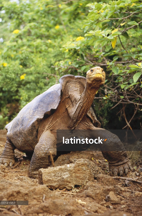 Hombre maduro de Saddleback tortuga de Galápagos (Chelonoidis nigra hoodensis), uno de solamente dos