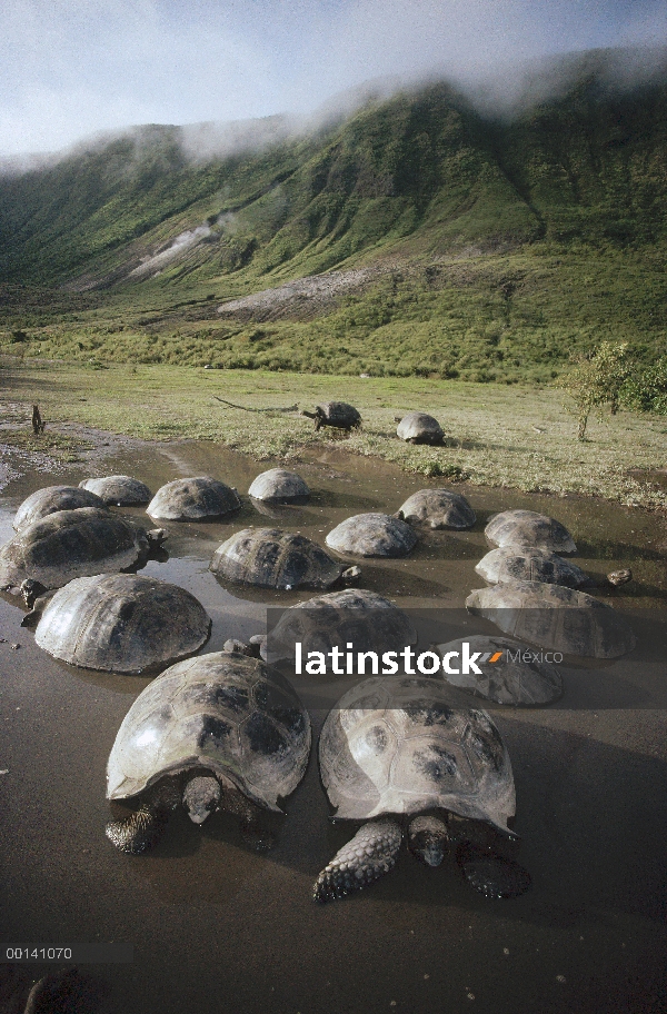 Tortuga gigante de Galápagos (Chelonoidis nigra) revolcándose en piscina temperada, volcán Alcedo, I