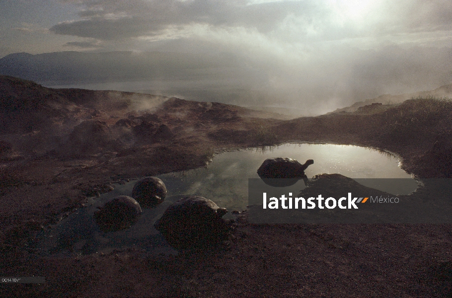 Tortuga gigante de Galápagos (Chelonoidis nigra) revolcándose en la piscina al amanecer, borde de la