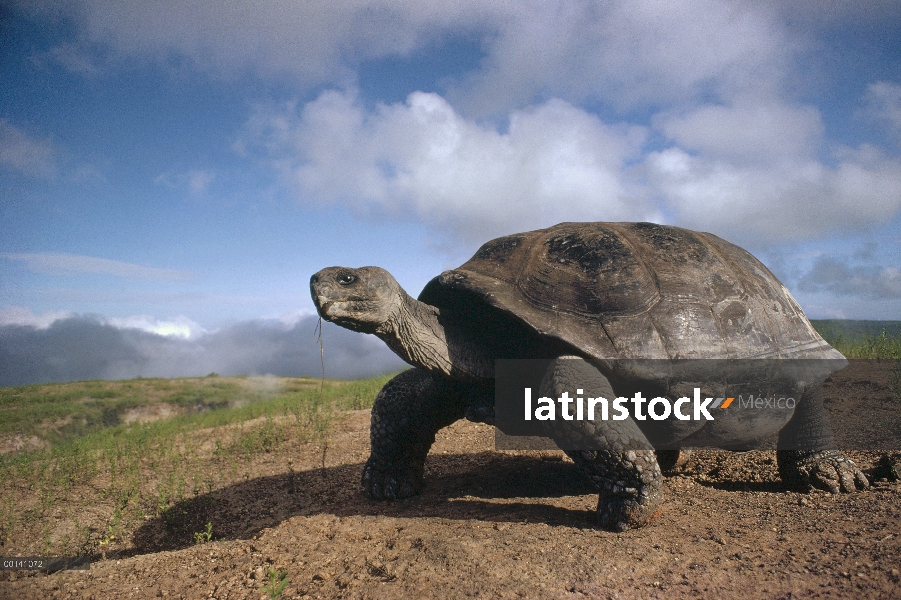 Tortuga gigante de Galápagos (Chelonoidis nigra) en el borde de la caldera, volcán Alcedo, Isla Isab