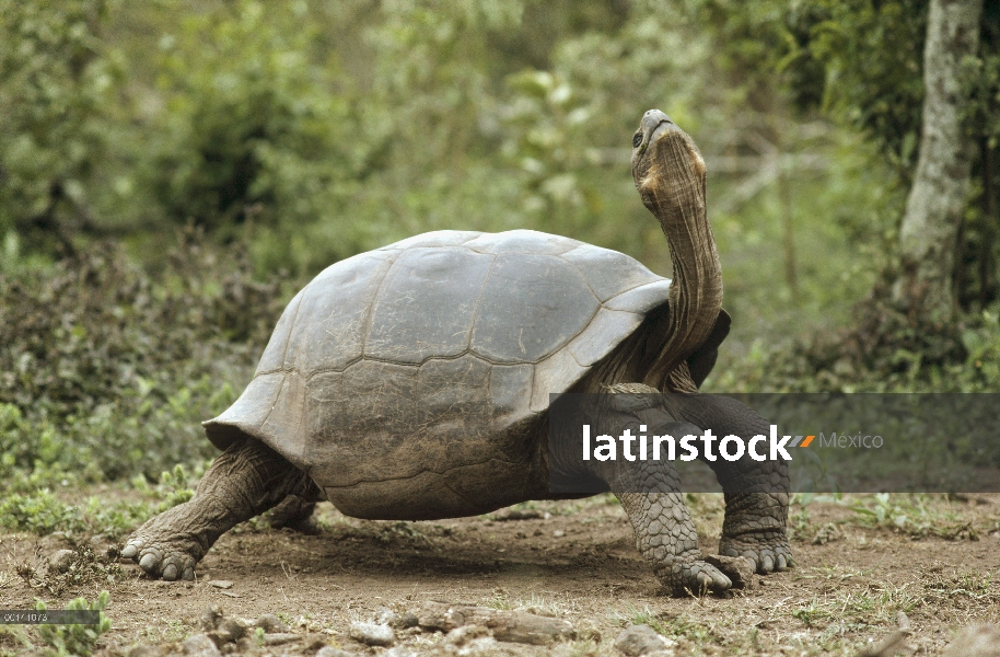 Pinzón de Darwin (difficilis sp) recogiendo las garrapatas de volcán Alcedo tortuga gigante (Chelono