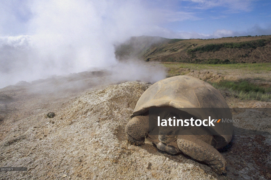 Tortuga gigante de Galápagos (Chelonoidis nigra) buscando agua en el medio de fumarolas de vapor en 