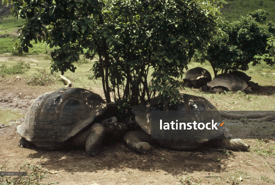 Tortuga gigante de Galápagos (Chelonoidis nigra) durmiendo en la sombra durante el calor de la tarde