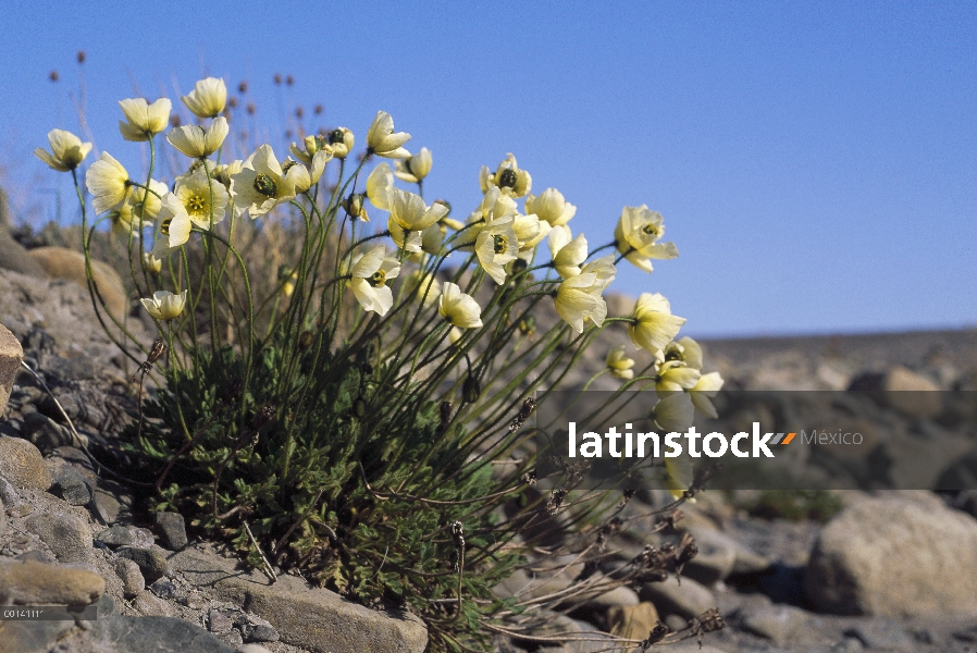 Svalbard amapola (Papaver dahlianum), Istroden, Spitsbergen, Svalbard archipiélago ártico noruego