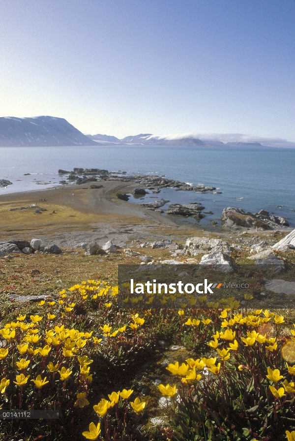 Alternifolium (Saxifraga hirculus) en floración en tundra, Homsund, Spitsbergen, Svalbard archipiéla