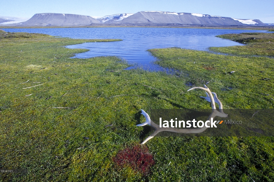 Asta de caribú (Rangifer tarandus) en el pantano de la tundra, Edgeoya, archipiélago de Svalbard, No