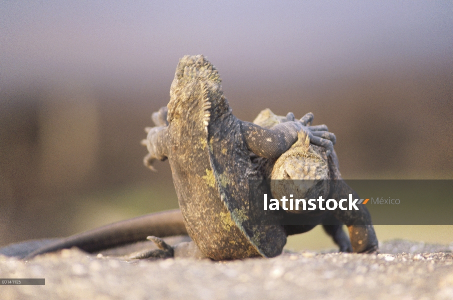 Hembras de Iguana (Amblyrhynchus cristatus) Marina peleando, guardando sitio de anidación contra des