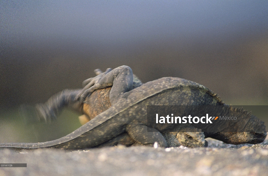 Hembras de Iguana (Amblyrhynchus cristatus) Marina peleando, guardando sitio de anidación contra des