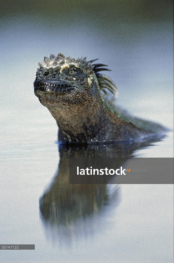 Iguana marina (Amblyrhynchus cristatus) de alimentación en aguas poco profundas mareas, Punta Espino