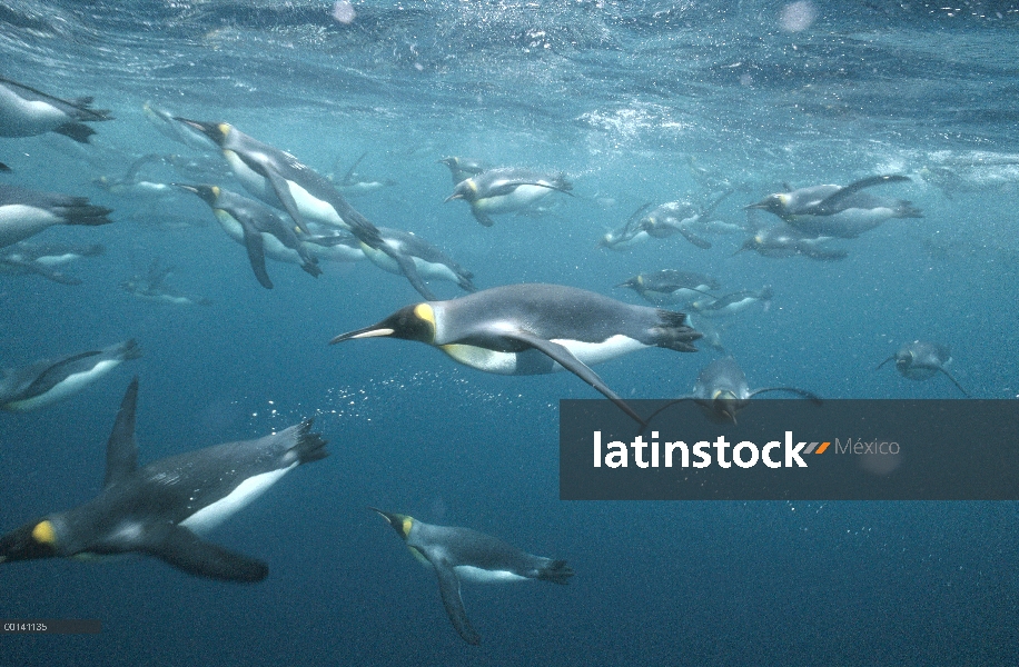 Grupo del pingüino rey (Aptenodytes patagonicus) submarino, costa afuera de cría sub Antártica de co