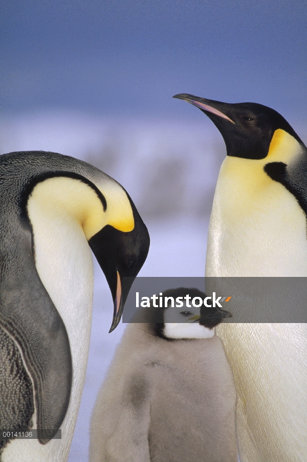 Pingüino emperador (Aptenodytes forsteri) par con chick, Bahía de Atka, princesa Marta Costa, mar de