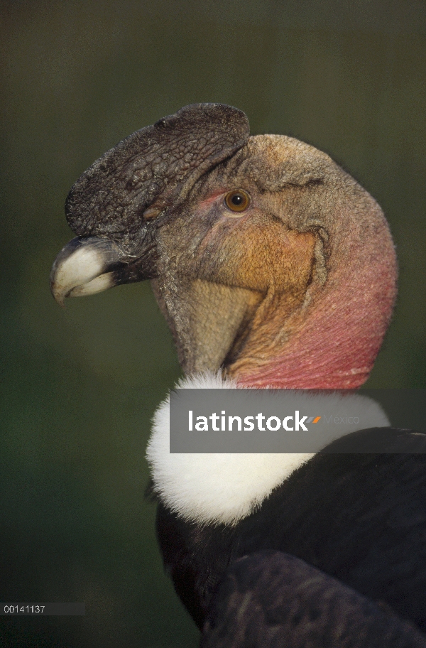 Cóndor andino (Vultur gryphus) 'Taita' nueve años varón lavado brillantemente cuando excitado, Condo