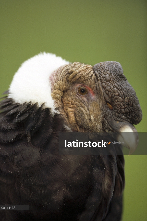 Cóndor andino (Vultur gryphus) macho adulto aumento ruff para calentarse la cabeza, Cóndor Huasi pro