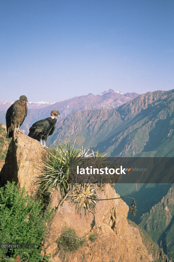 Par de cóndor andino (Vultur gryphus) calentar en el sol de la mañana, 3.400 metros profundo cañón d