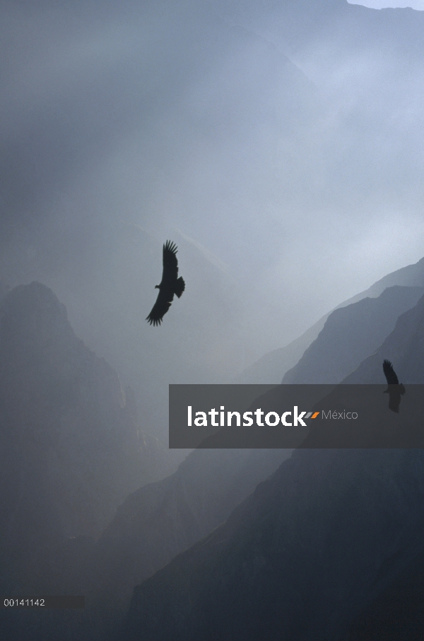 Cóndor andino (Vultur gryphus), el mundo más pesado vuelo del pájaro, hombre, corriente térmica asce