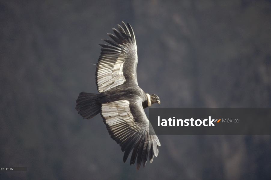 Cóndor andino (Vultur gryphus) el mundo más pesado vuelo del pájaro alza en ascendente térmica más d