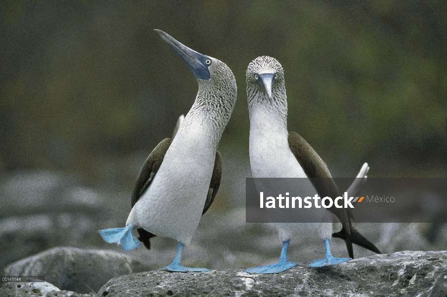 Par de piquero (Sula nebouxii) patas realizando el cortejo de la danza, Punta Cevallos, Isla Espanol