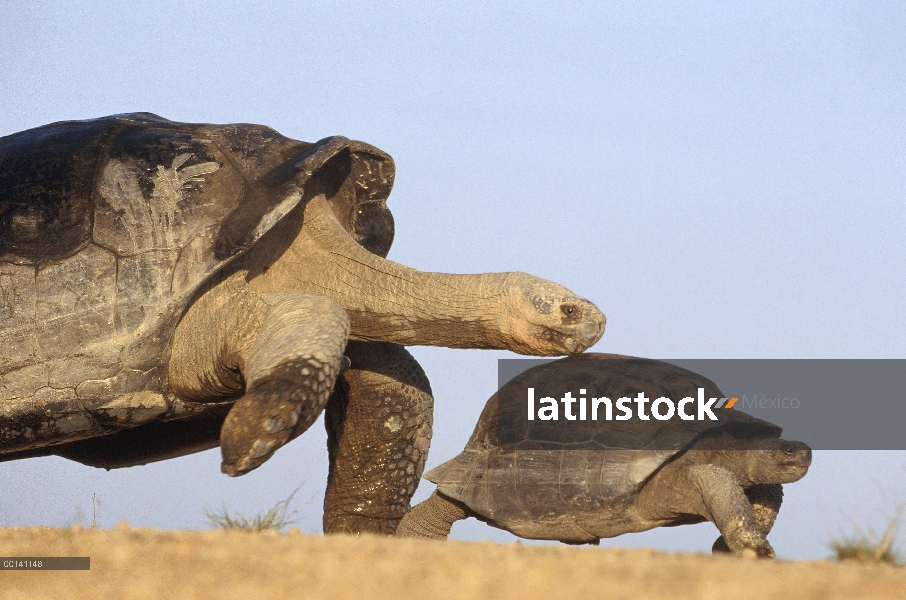 Tortuga gigante de Galápagos (Chelonoidis nigra) apareamiento chase, con pequeño intento foiling juv