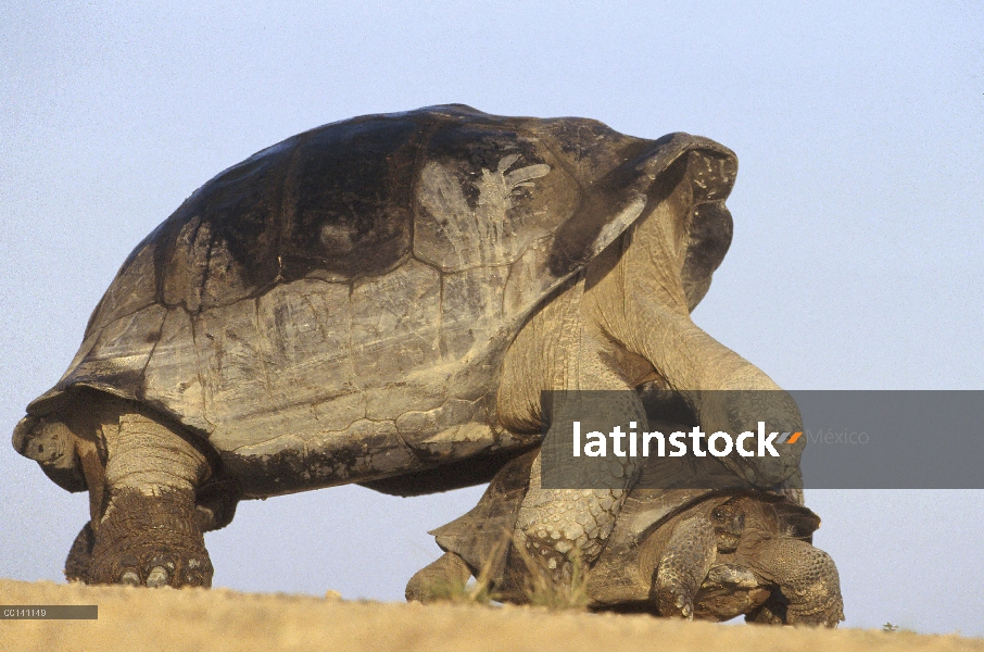 Tortuga gigante de Galápagos (Chelonoidis nigra) apareamiento chase, con pequeño intento foiling juv