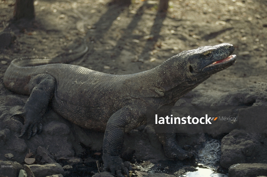 Dragón de Komodo (komodoensis de Varanus) bebiendo de seep pequeño en temporada seca, la isla de Kom