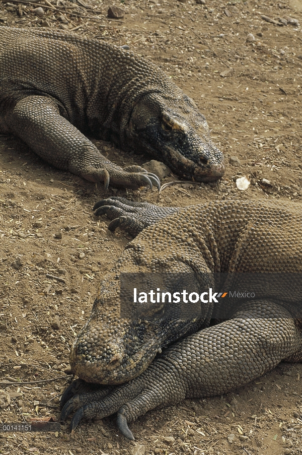 Dragón de Komodo (komodoensis de Varanus) machos grandes tomando sol al horno baja, isla de Komodo, 