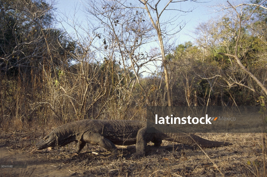 Dragón de Komodo (komodoensis de Varanus) patrullas regulares locales a través del bosque de la monz