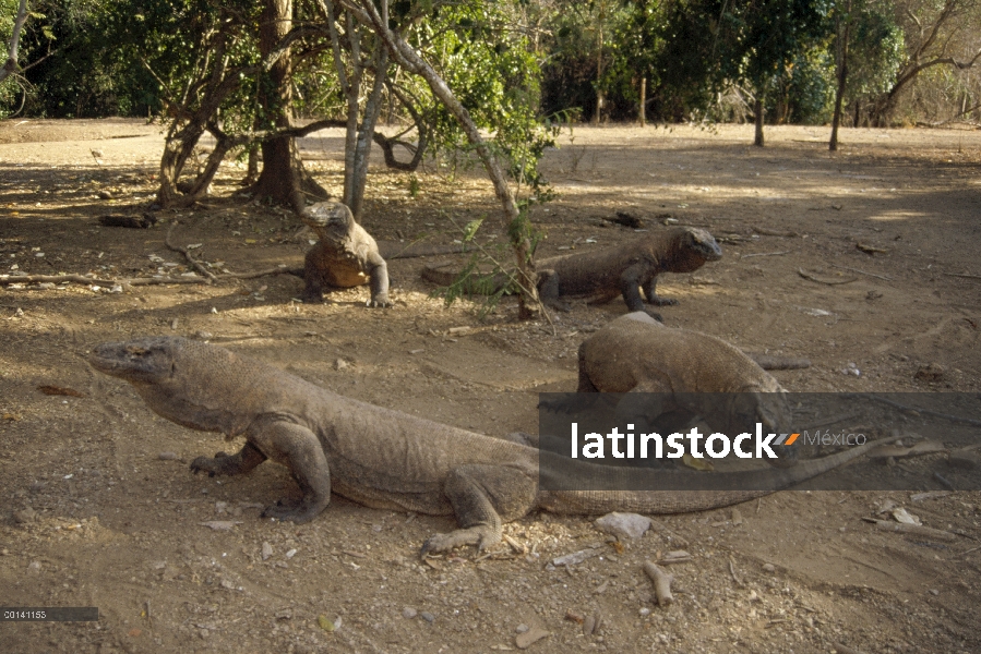 Machos grandes de dragón de Komodo (Varanus komodoensis) en bosque de la monzón del sol moteada, est