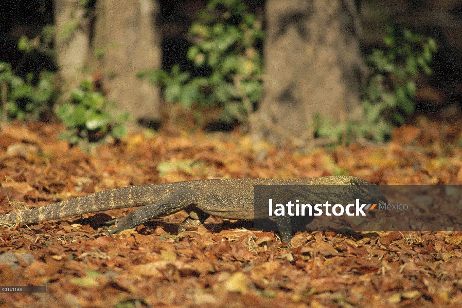 Dragón de Komodo (komodoensis de Varanus) ágiles y bien camuflados bebés pasan mucho tiempo evadir l