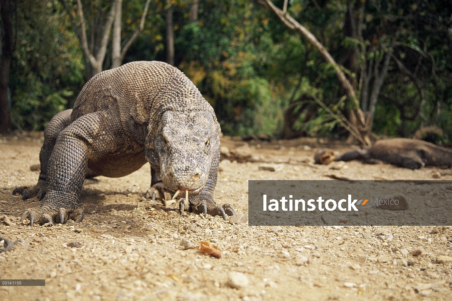 Dragón de Komodo (komodoensis de Varanus) machos grandes en movimiento, isla de Komodo, Indonesia