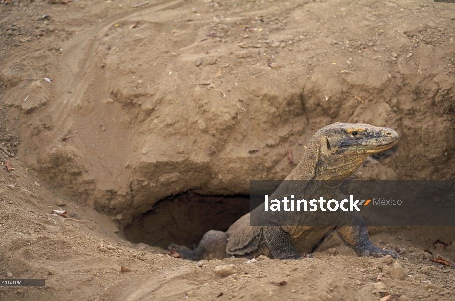 Dragón de Komodo (komodoensis de Varanus) hembra custodiando nidos madriguera, isla de Komodo, Indon