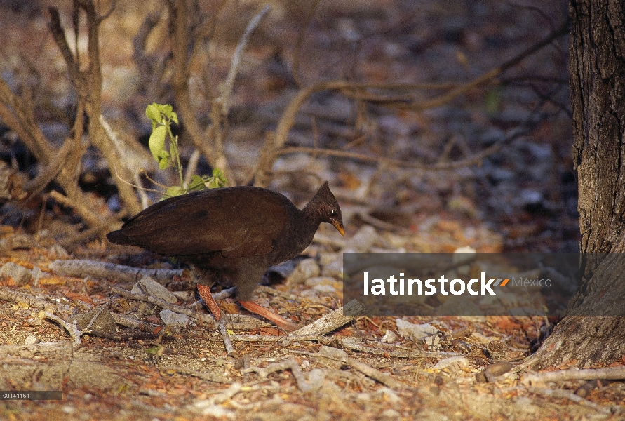 Scrubfowl (Megapodius sp) rayar en la hojarasca en el suelo del bosque monzónico seco, isla de Komod