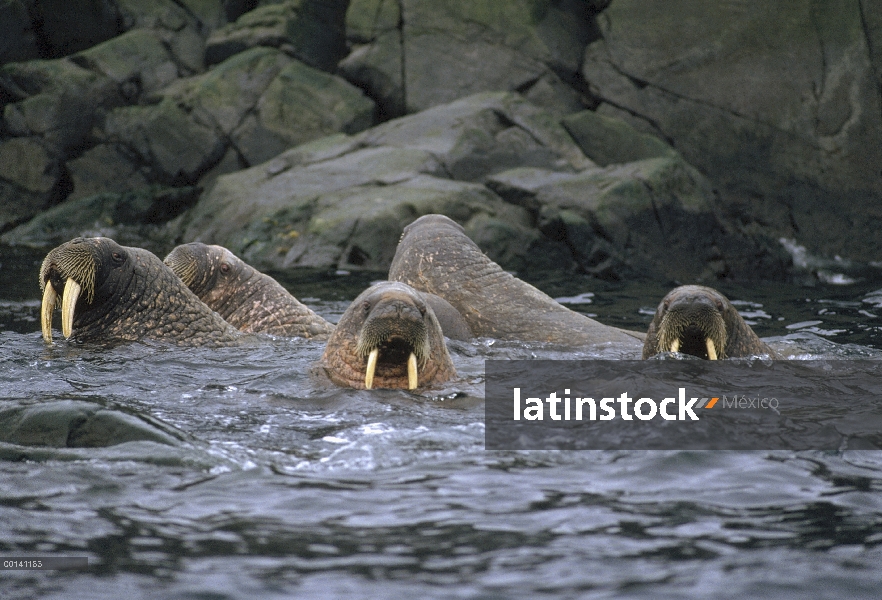 Walrus Atlántico (rosmarus del rosmarus de Odobenus) soltero hombre rebaño nadando, isla de mármol, 