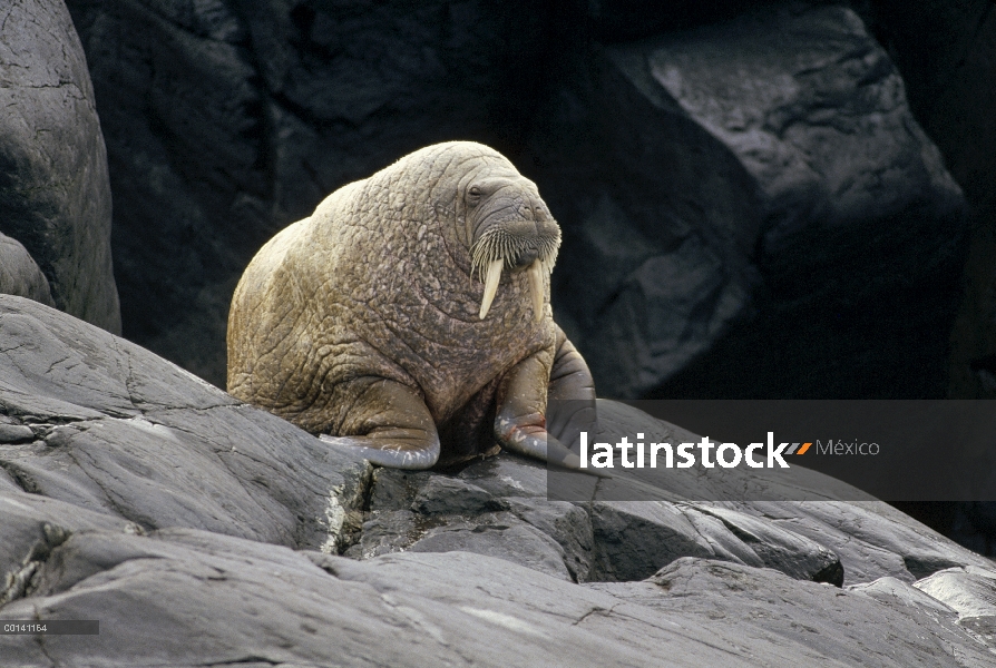 Walrus Atlántico (rosmarus del rosmarus de Odobenus) masculino sacados de costa rocosa, isla de márm