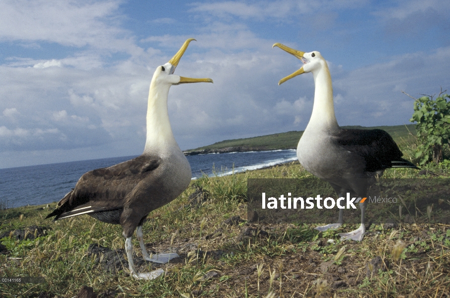 Agitado Albatros de (Galápagos Phoebastria irrorata) cortejo secuencia, Punta Cevallos, isla español