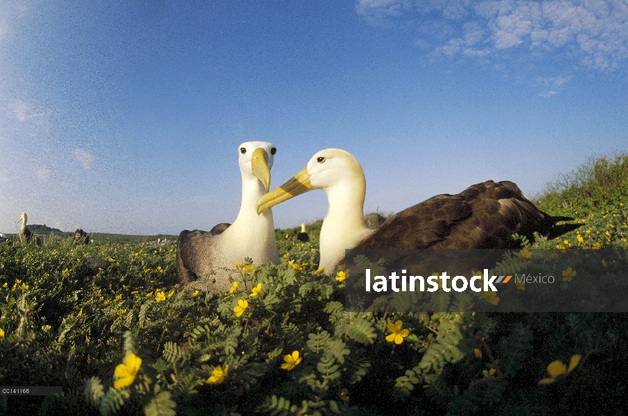 Agitaban Albatros de (Galápagos Phoebastria irrorata) par vinculación en floración tribulus campo du