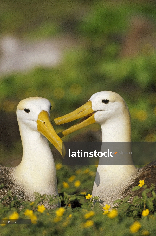 Agitaban Albatros de (Galápagos Phoebastria irrorata) par vinculación en floración tribulus campo du