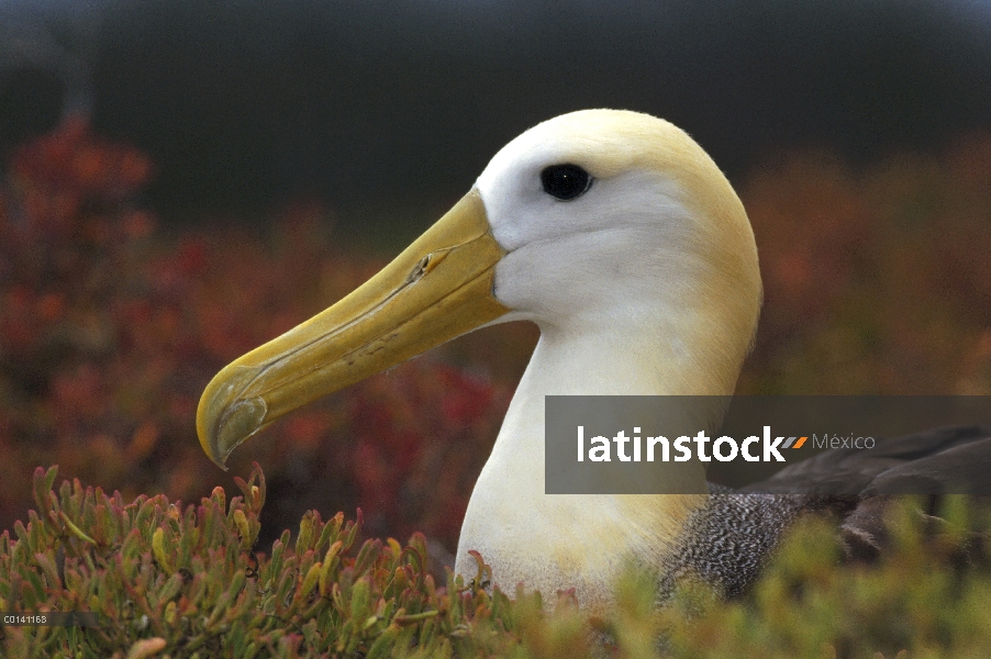 Agitaban retratos de Albatros (Phoebastria irrorata), adulto en la colonia de anidación, Punta Ceval