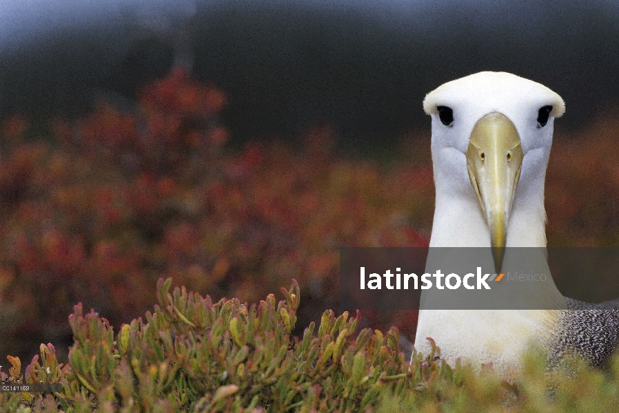 Agitaban retratos de Albatros (Phoebastria irrorata), adulto en la colonia de anidación, Punta Ceval